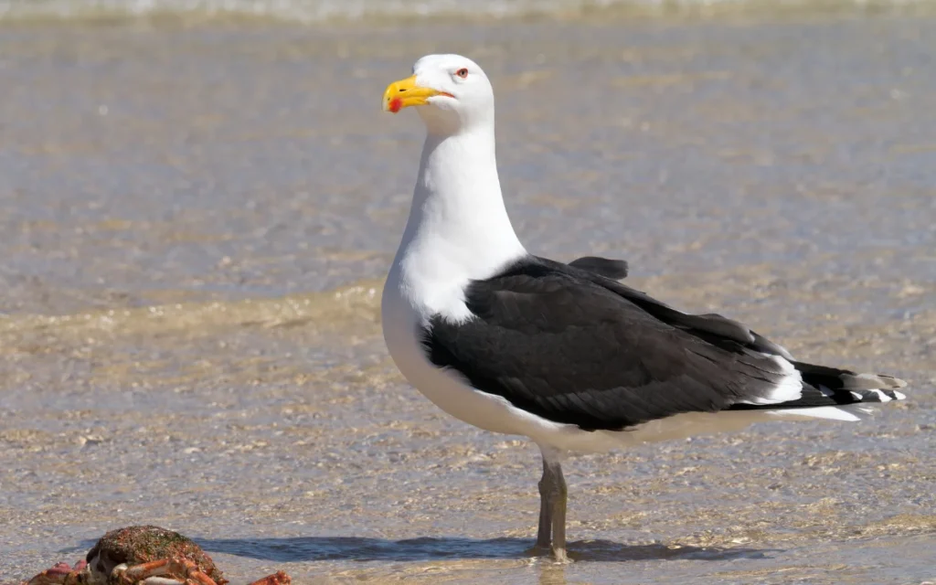 Great Black-backed Gull