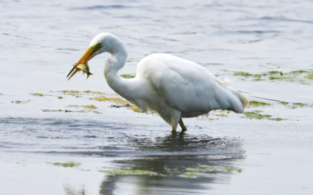 Great Egret