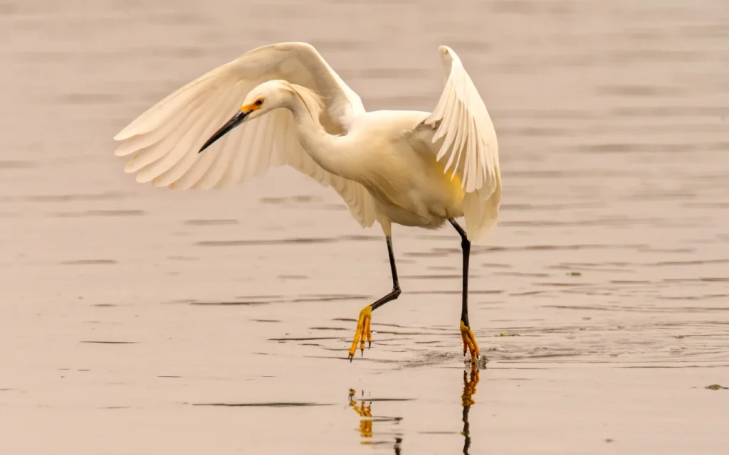 Great Egret