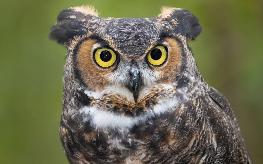 Great Horned Owl