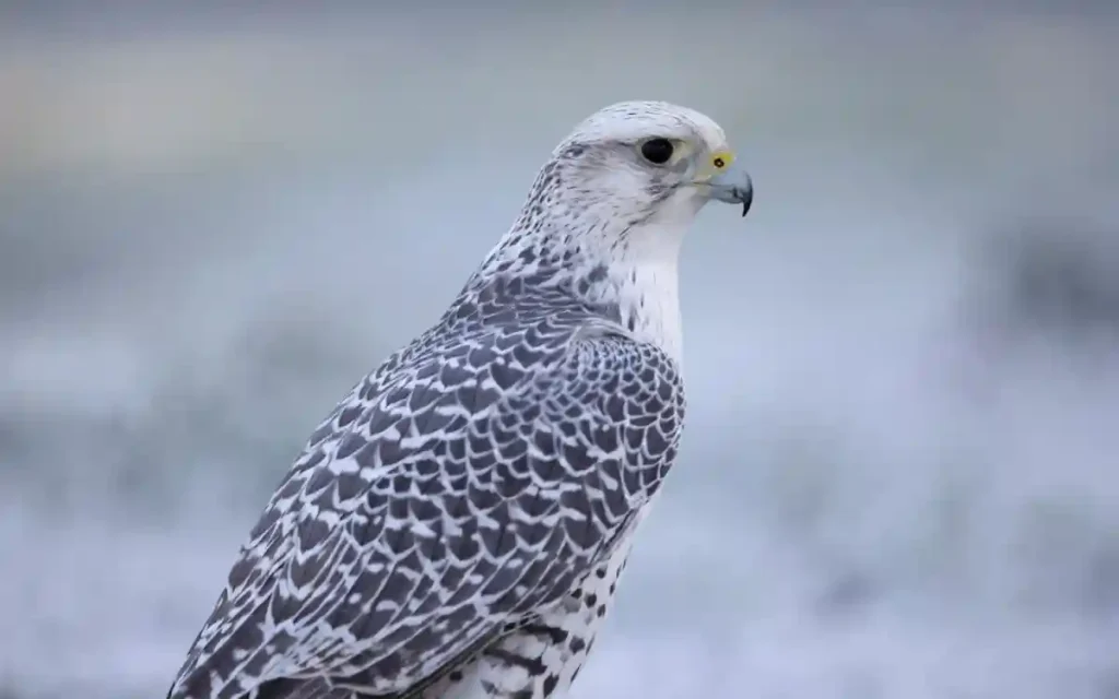 Gyrfalcon