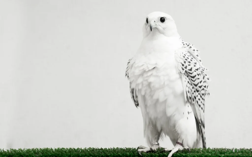 Gyrfalcon (White Morph)