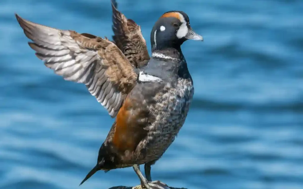 Harlequin Duck