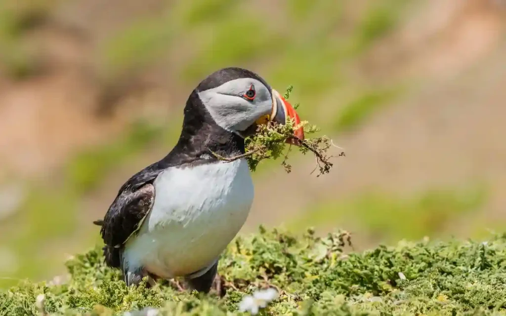 Horned Puffin