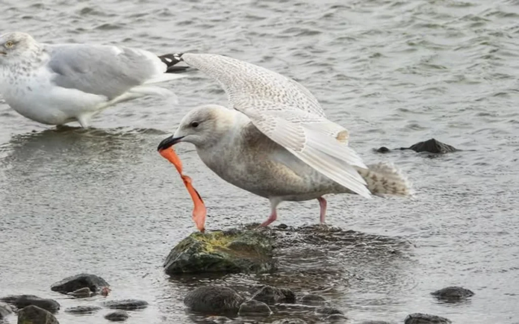 Iceland Gull