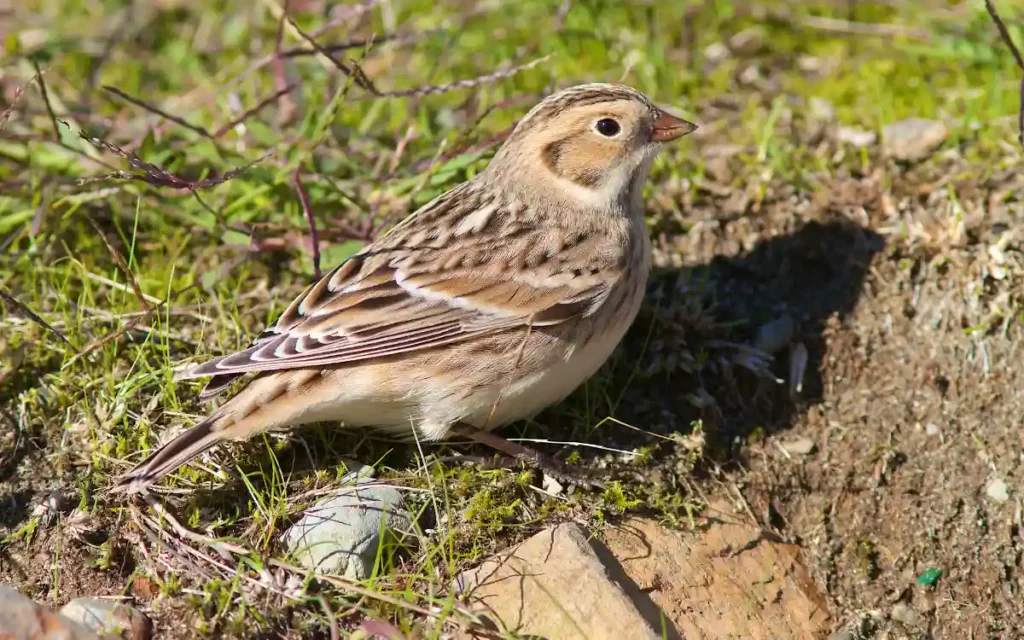 Lapland Longspur