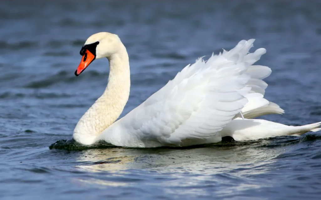 Mute Swan