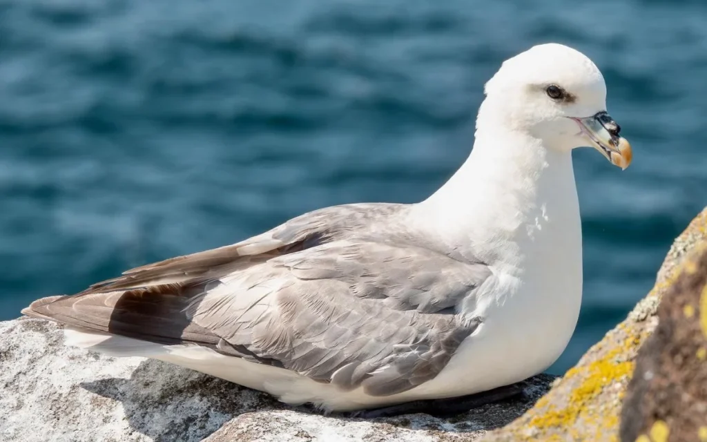 Northern Fulmar (Light Morph)