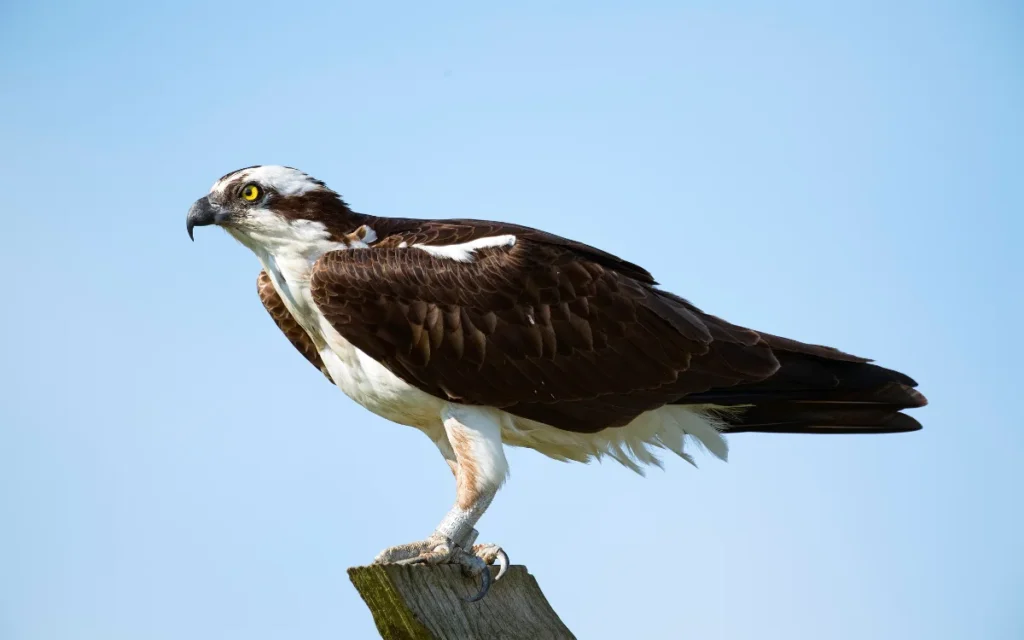 Osprey
