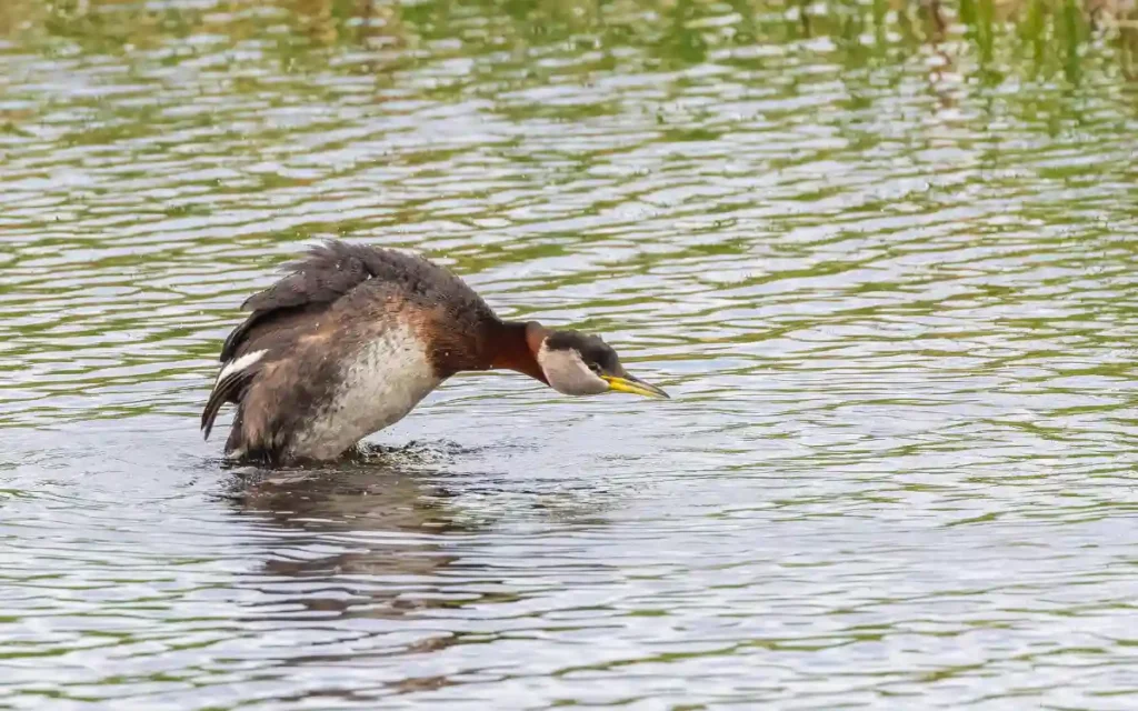 Red-necked Grebe