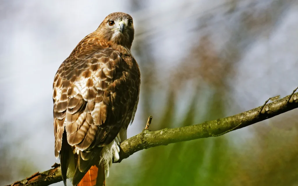 Red-tailed Hawk