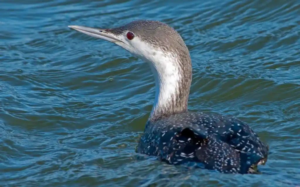 Red-throated Loon