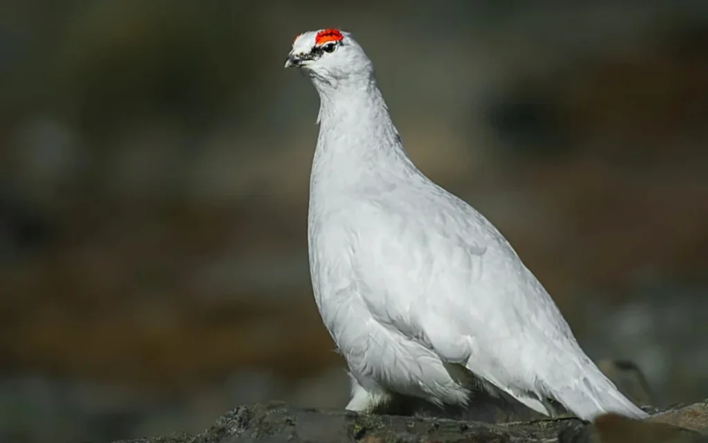 Rock Ptarmigan