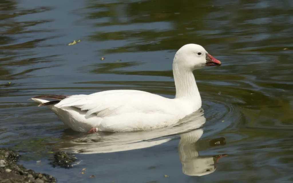 Ross’s Goose
