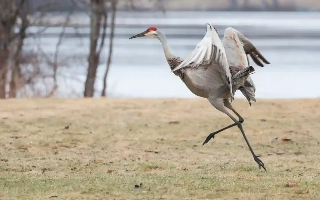 Sandhill Crane