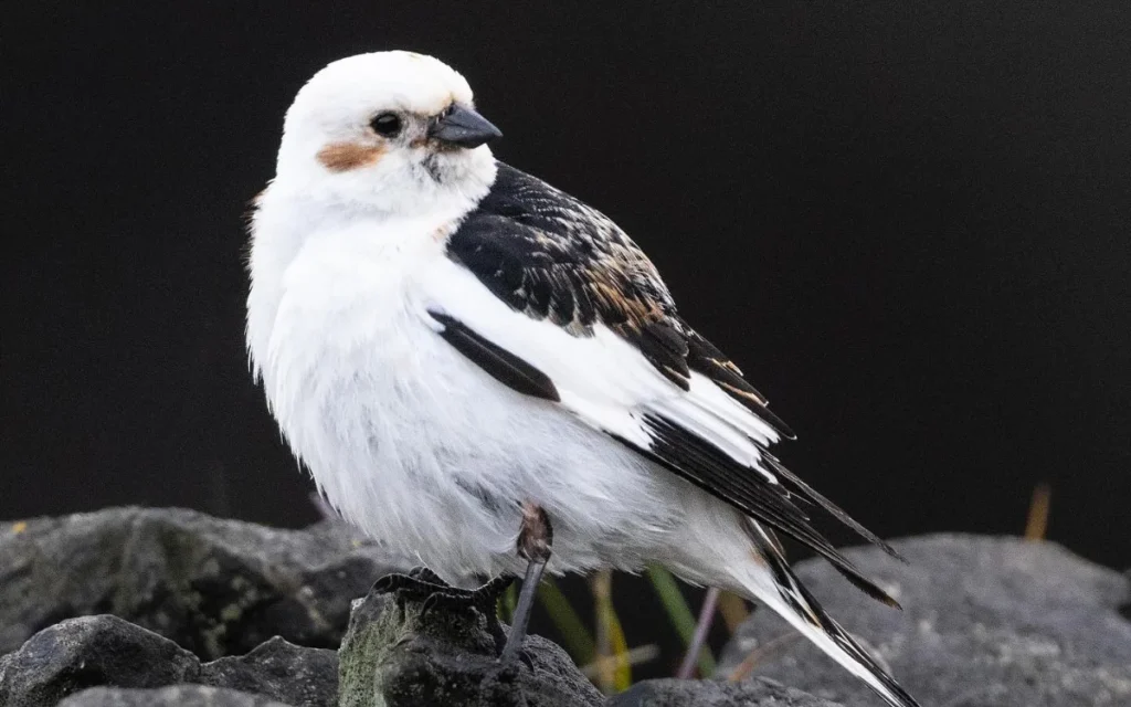 Snow Bunting