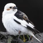 White Birds in Alaska -Snow Bunting