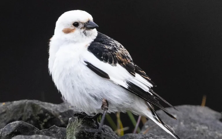 White Birds in Alaska -Snow Bunting