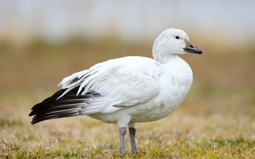 Snow Goose