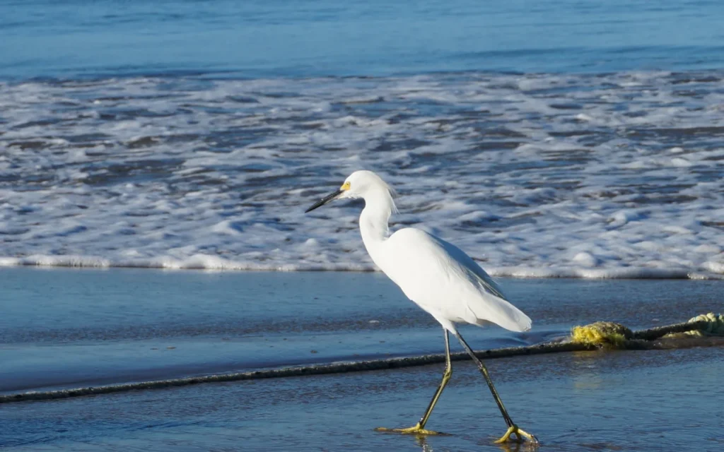 Snowy Egret