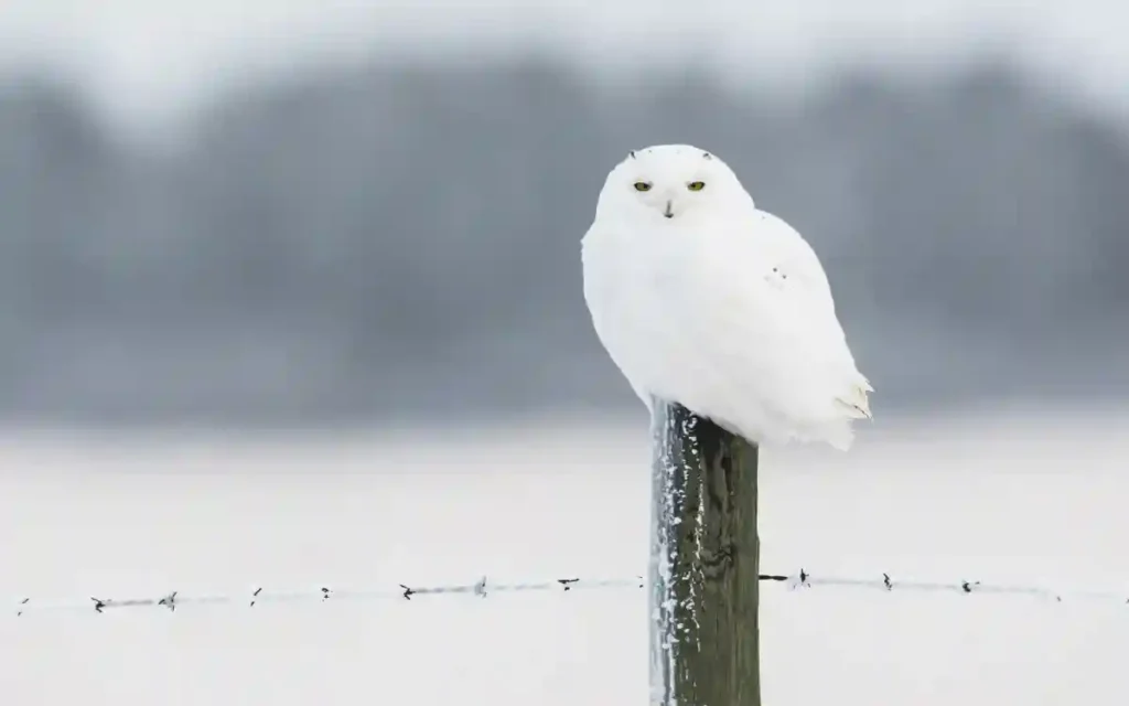 Snowy Owl