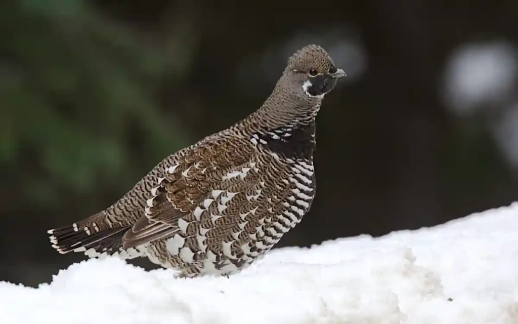 Spruce Grouse