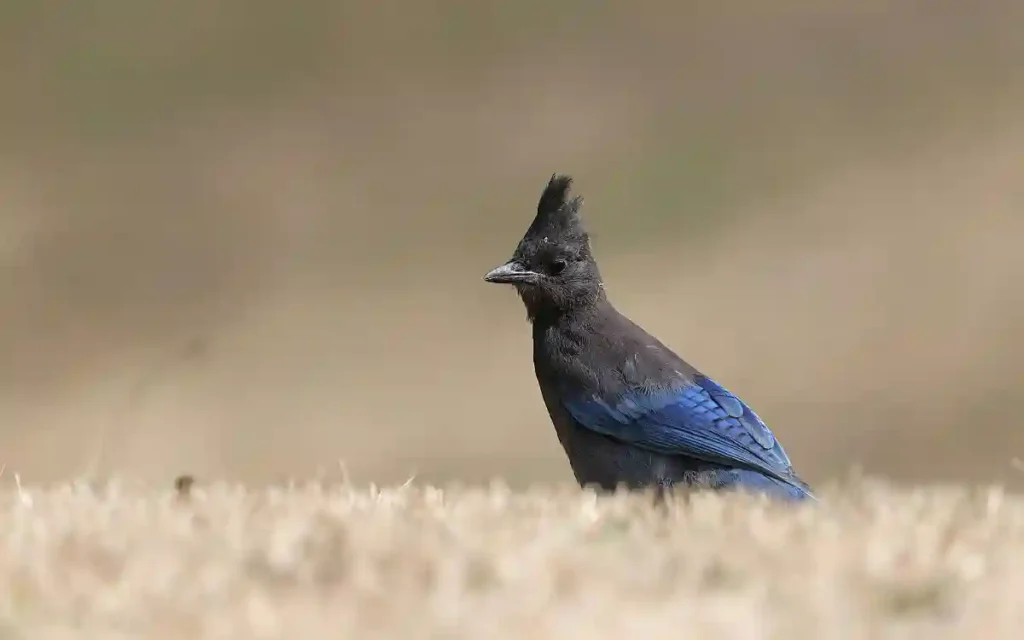 Steller’s Jay