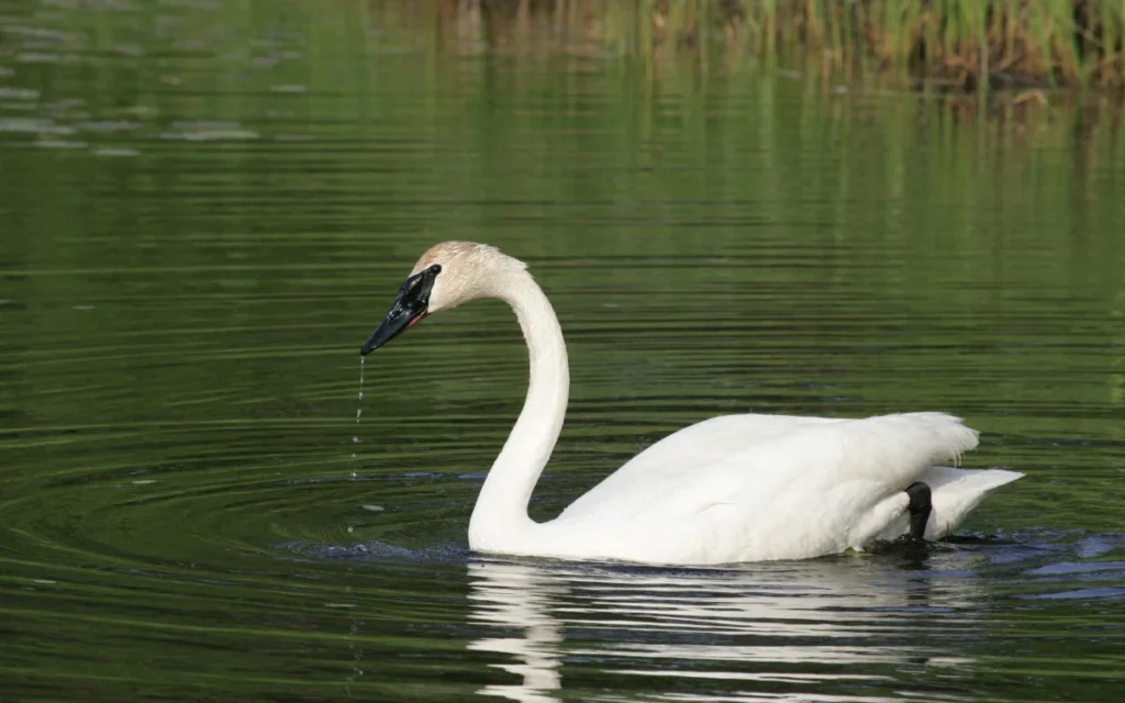 Trumpeter Swan