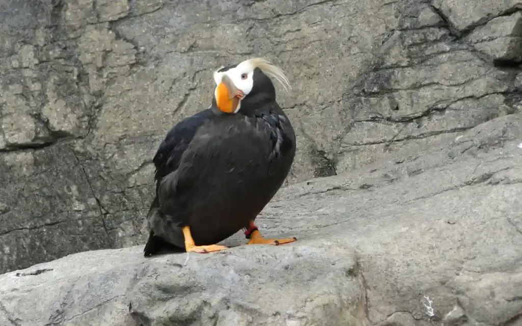 Tufted Puffin