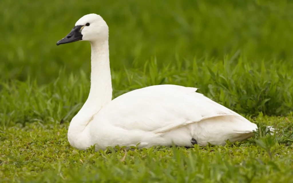 Tundra Swan