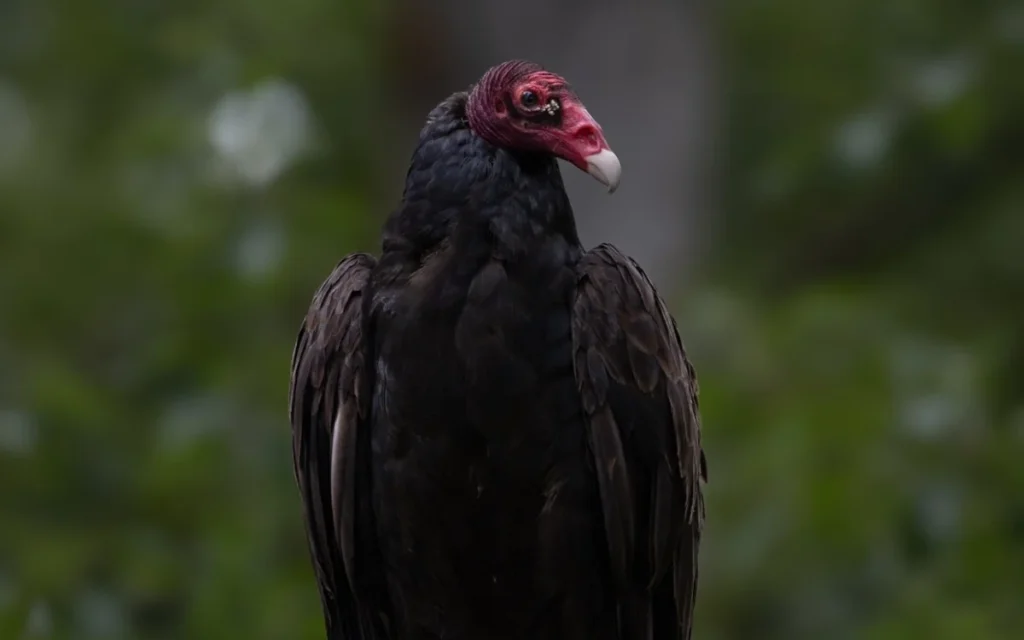 Turkey Vulture