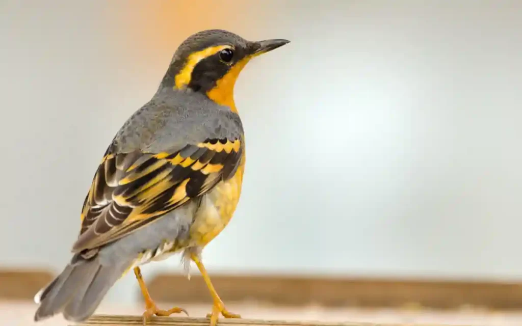 Varied Thrush