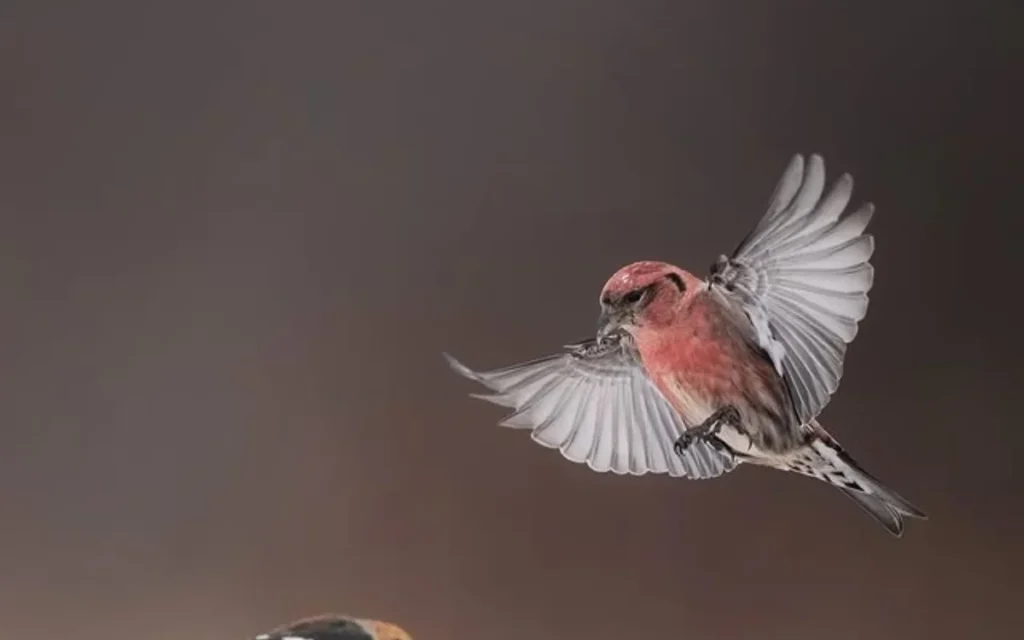 White-winged Crossbill (Pale Morph)