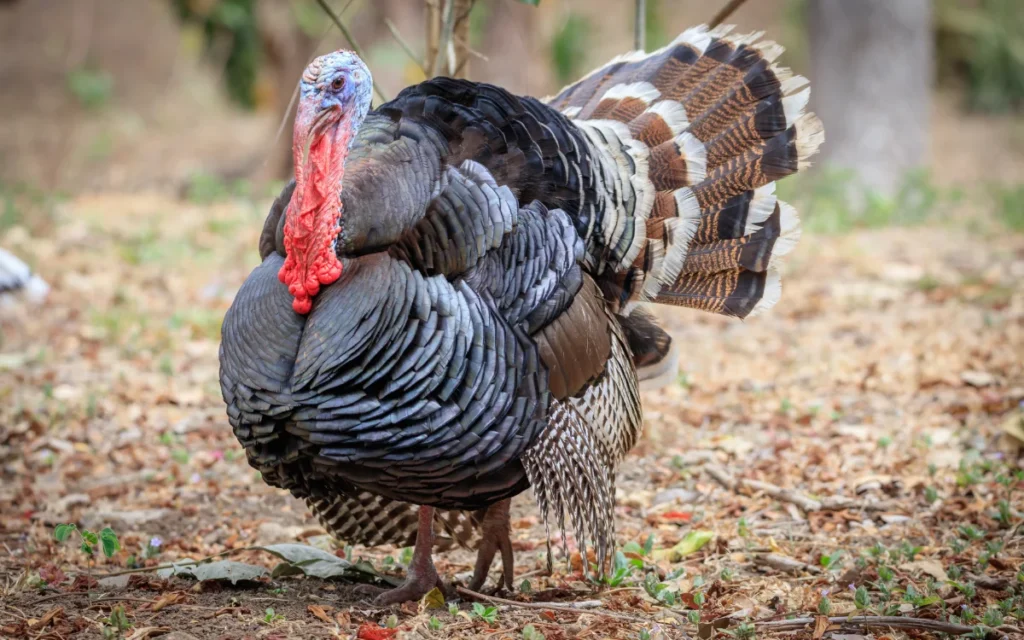 Wild Turkey