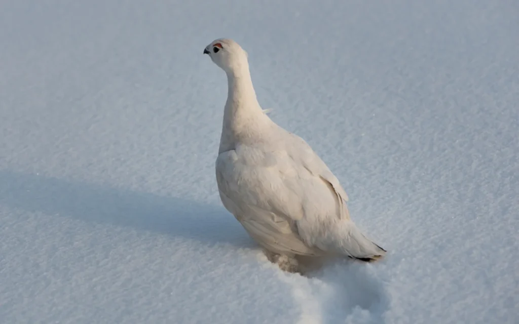 Willow Ptarmigan