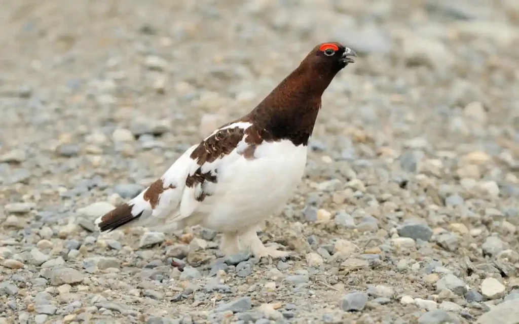 Willow Ptarmigan