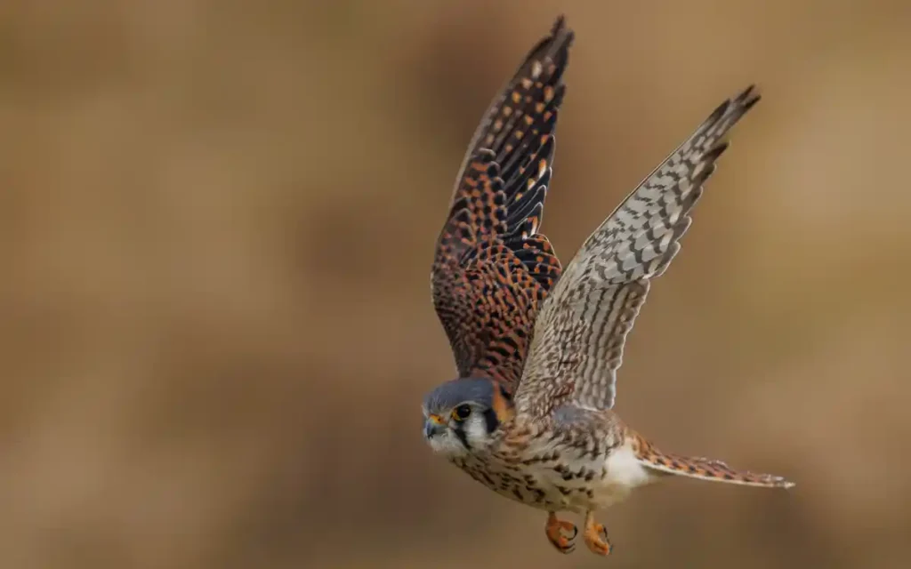 American Kestrel