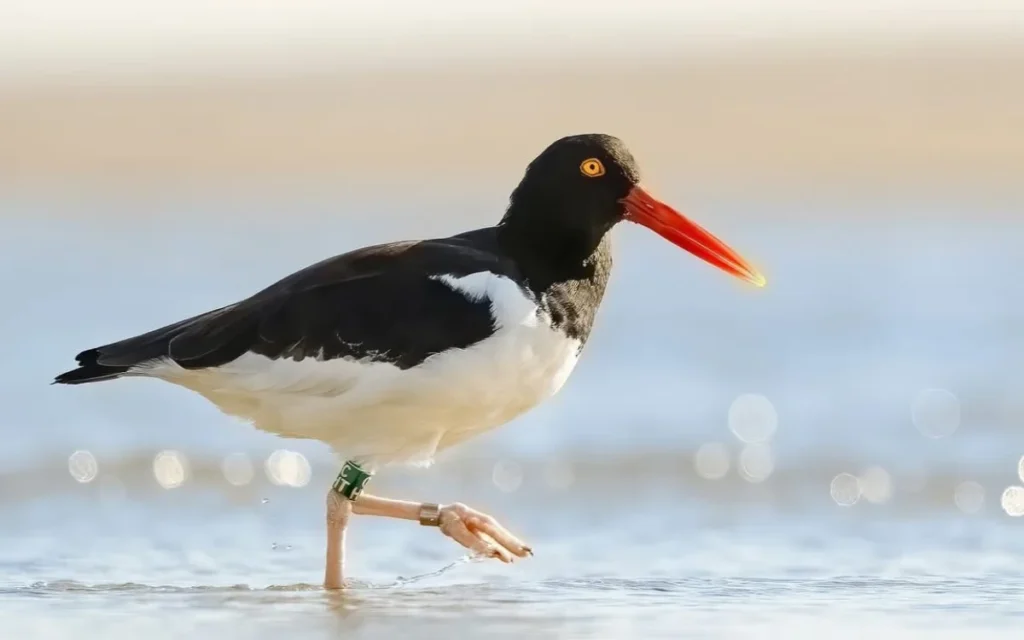 American Oystercatcher