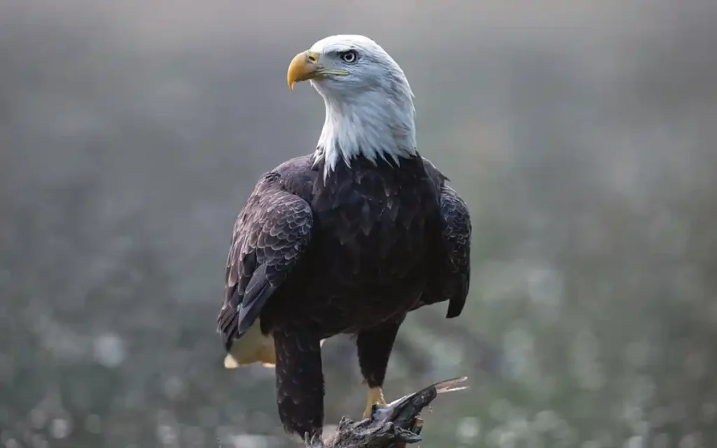 Bald Eagle