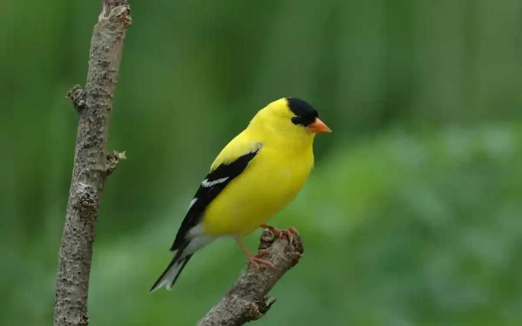 Finch Symbolism and Meaning: What This Small Bird Represents Spiritually