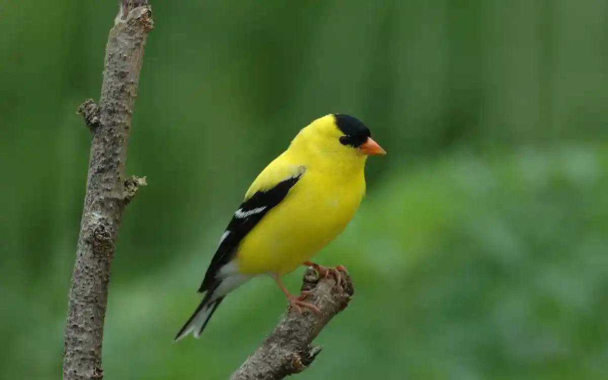 Finch facts, Symbolism and Meaning: What This Small Bird Represents Spiritually