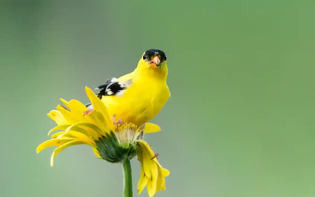 Spiritual Meanings of the Goldfinch
