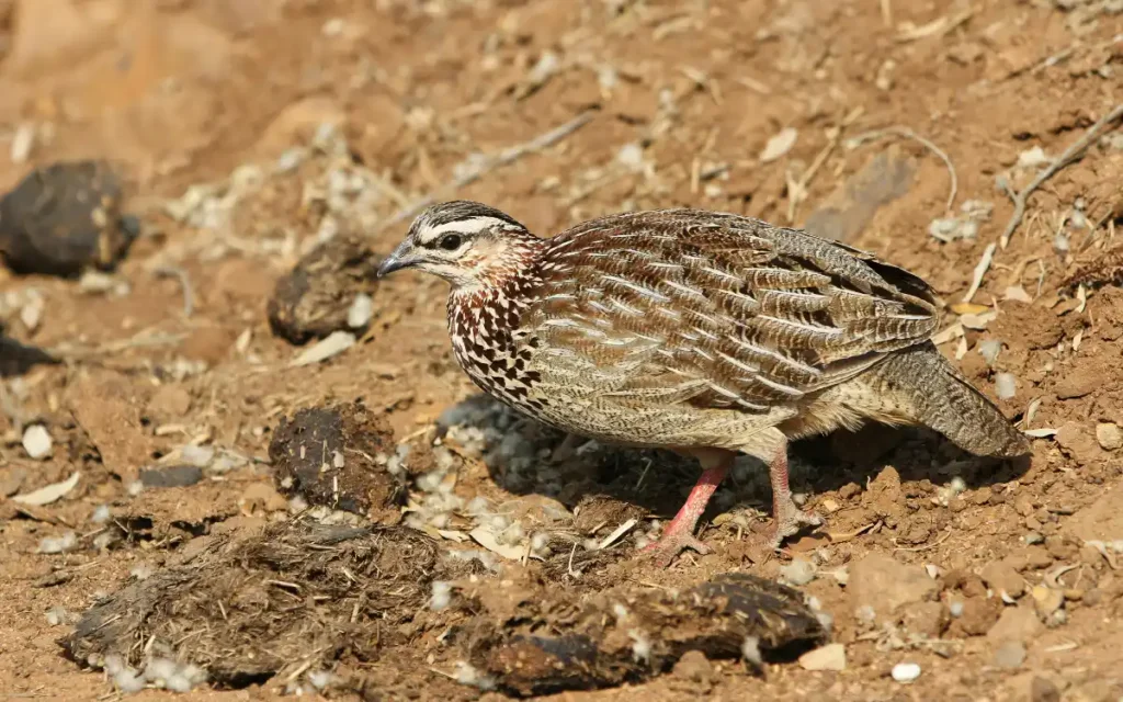 Seeing a Quail Repeatedly: Spiritual Signs and Omens