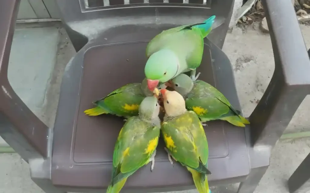 Parrot Spiritual Meaning