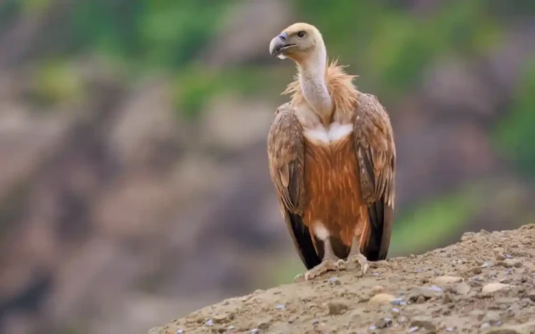 Vulture Spiritual Meaning