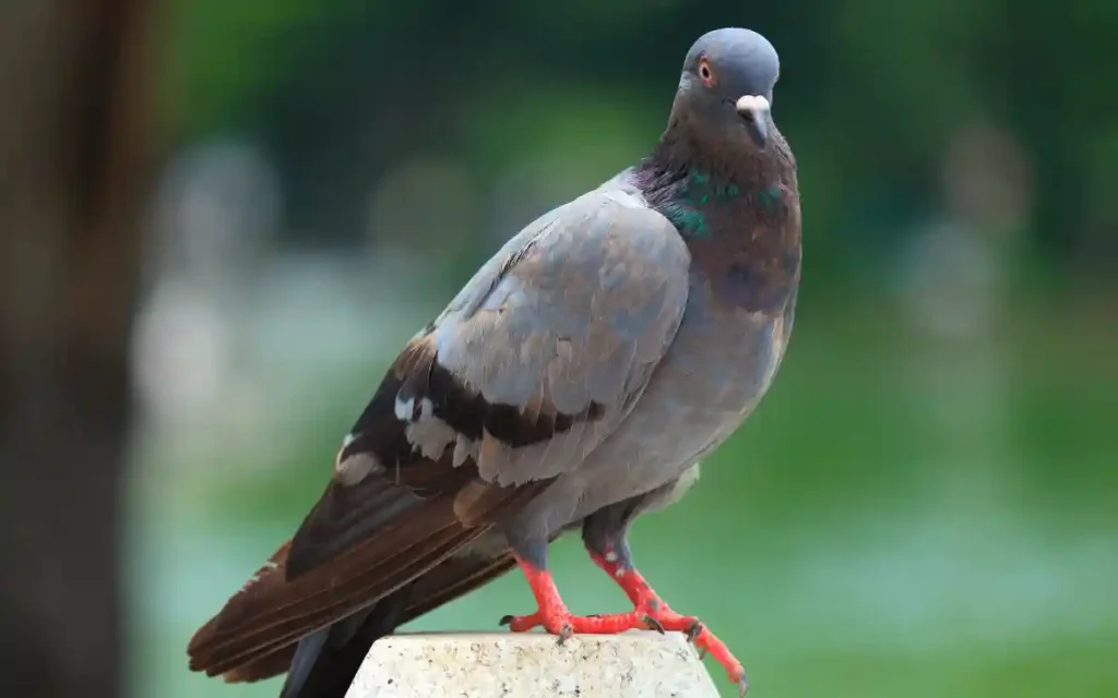 Pigeon Spiritual Meaning