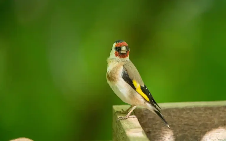 Goldfinch Spiritual Meaning and Symbolism