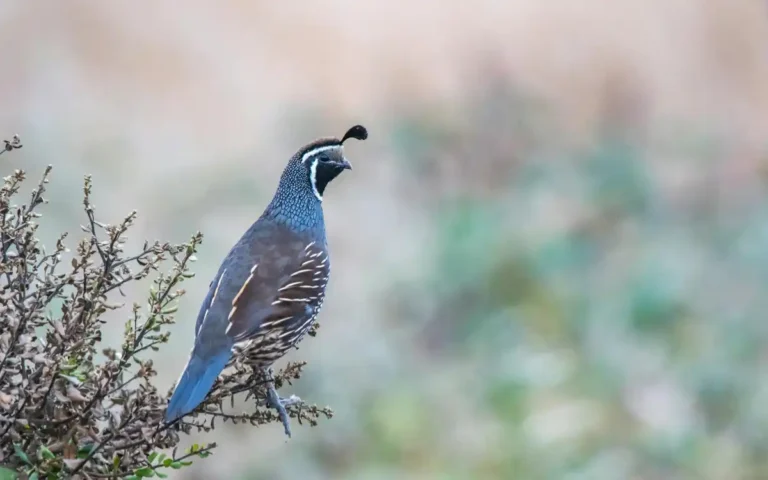 Quail Spiritual Meaning and Symbolism
