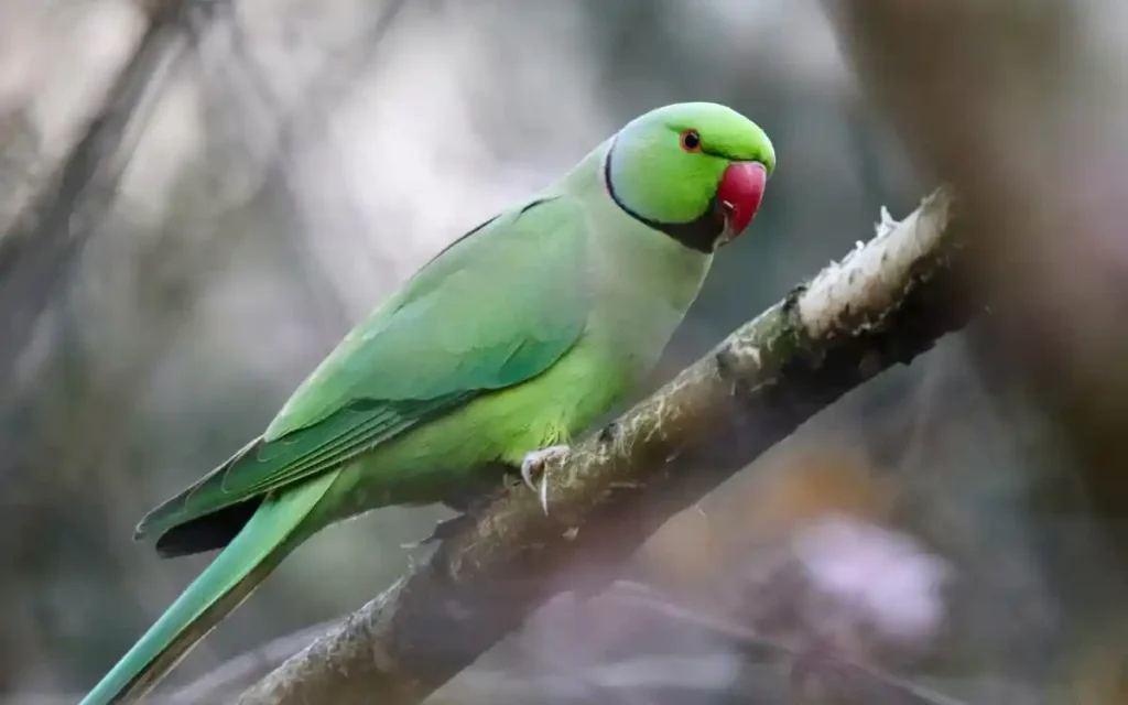 Parrot Spiritual Meaning and symbolism