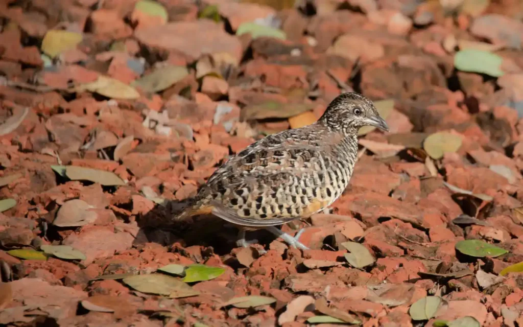 Quail Spirit Animal and Totem Meaning